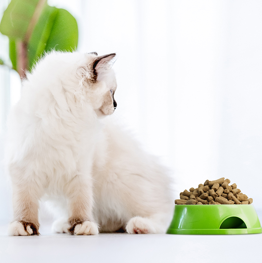 CLASSIFICATION AND SELECTION OF FREEZE-DRIED PET TREATS & FOOD