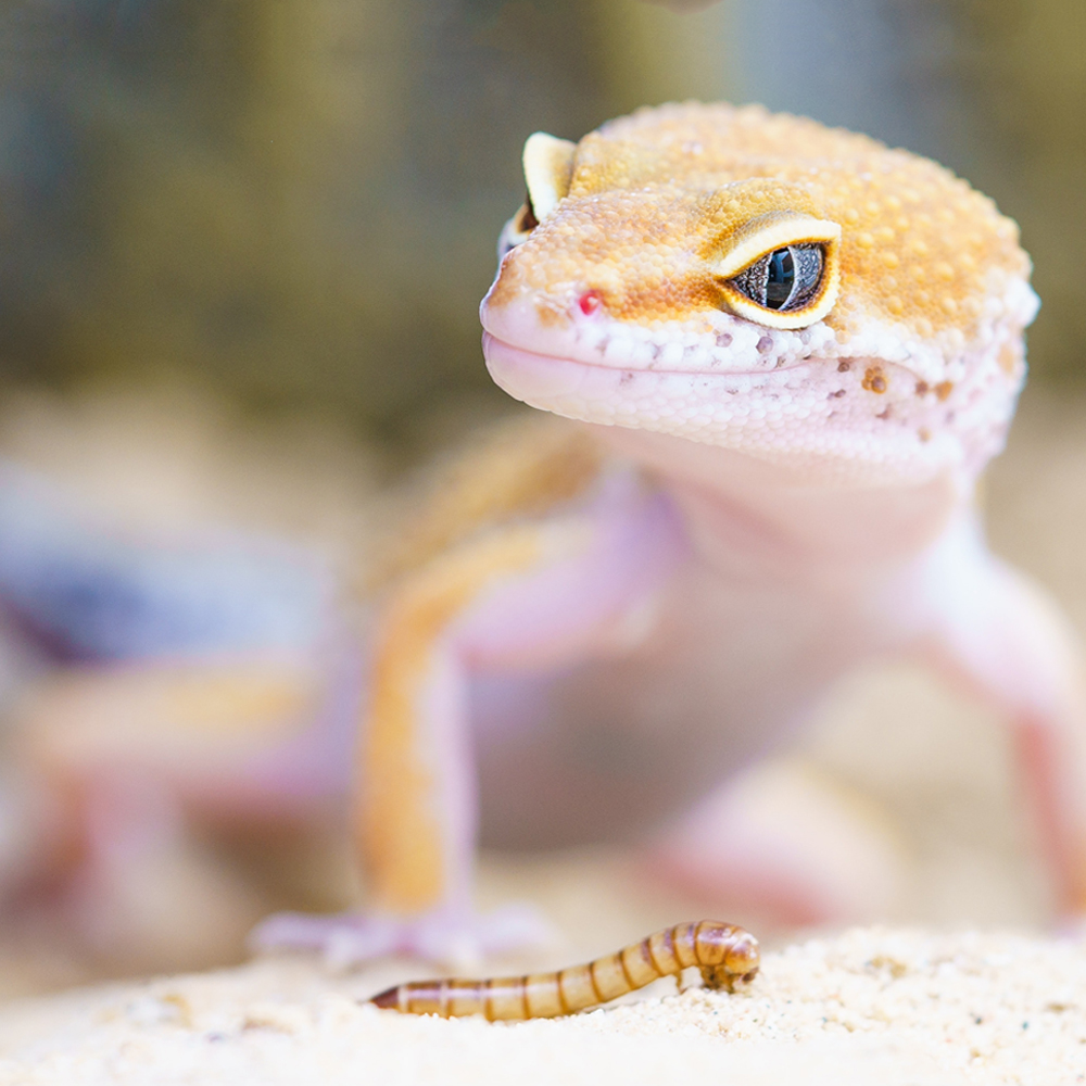 MICROWAVE DRIED MEALWORM