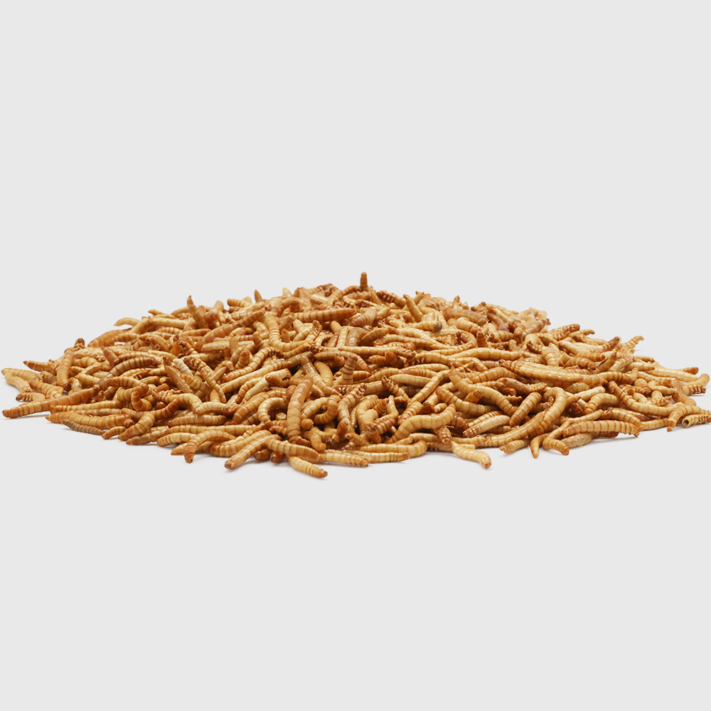 FREEZE DRIED MEALWORM