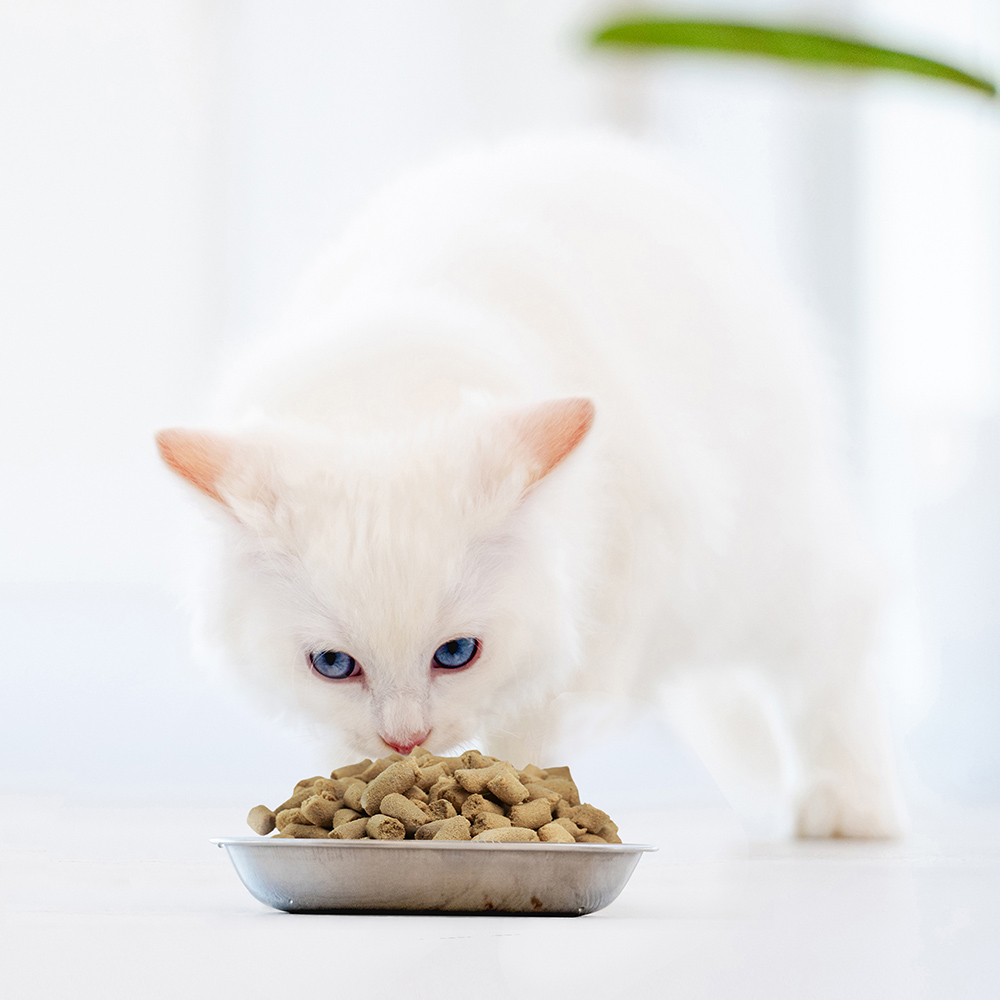 FREEZE DRIED CAT FOOD (CHICKEN RECIPE)