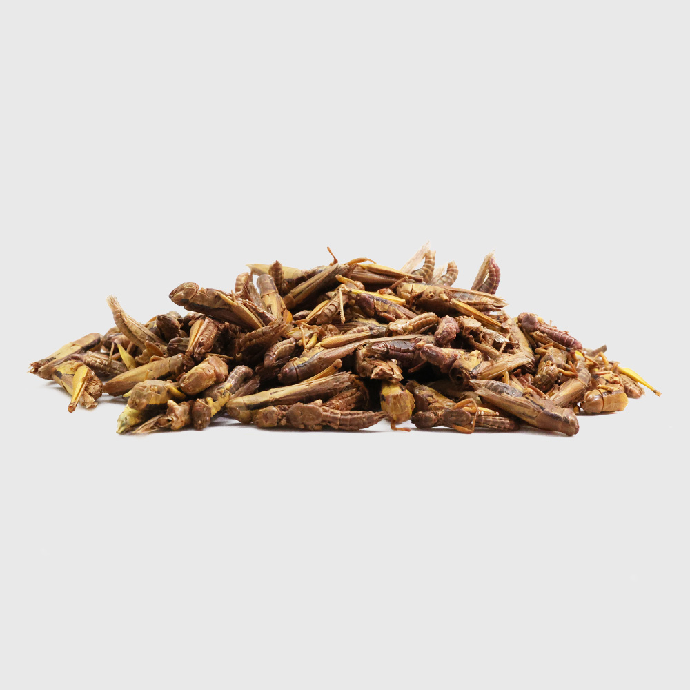 FREEZE DRIED GRASSHOPPERS