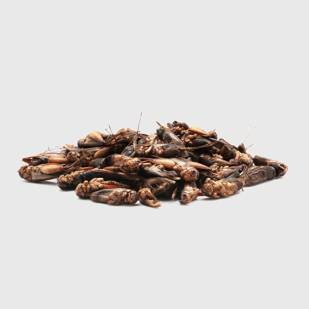 FREEZE DRIED CRICKETS